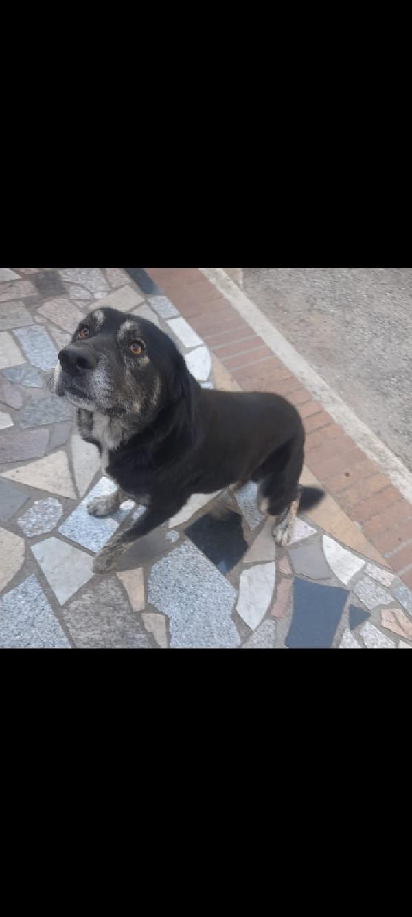 URGENTE!!!! BALDO GIOVANOTTO IN STRADA CERCA RIPARO!!! Foto 7
