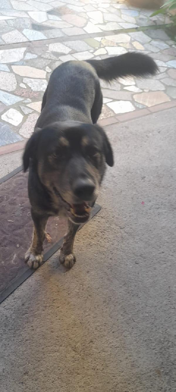 URGENTE!!!! BALDO GIOVANOTTO IN STRADA CERCA RIPARO!!! Foto 8