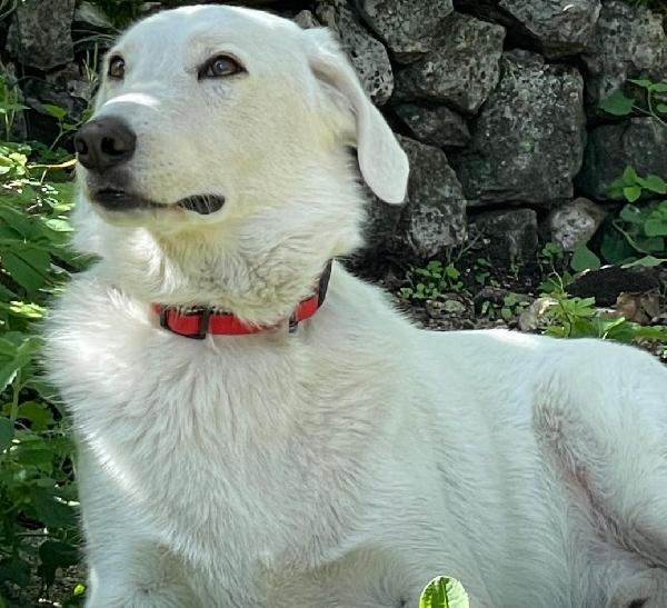 IL DOLCISSIMO CESARE Foto 2