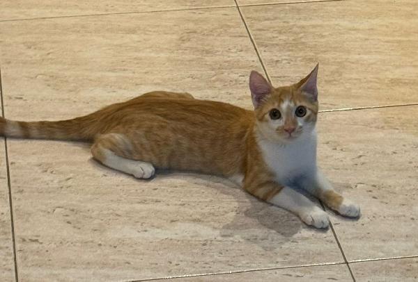 Lucio - Gattino Di 6 Mesi