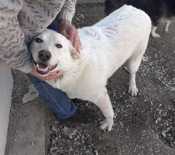 ADOTTA LA TENERA SUSI Foto 6