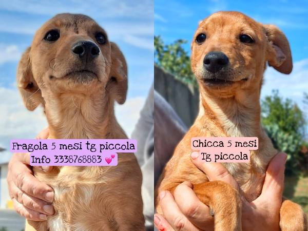 Fragola E Chicca Taglia Piccola Cinque Mesi Cercano Casa 