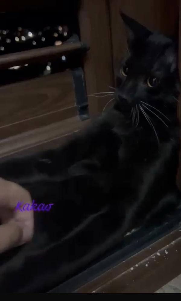 Cacao dolcissimo micino nero  Foto 4