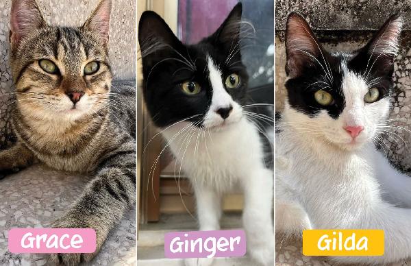 Grace Gilda E Ginger: Micine Din5 Mesi Cercano Fam.