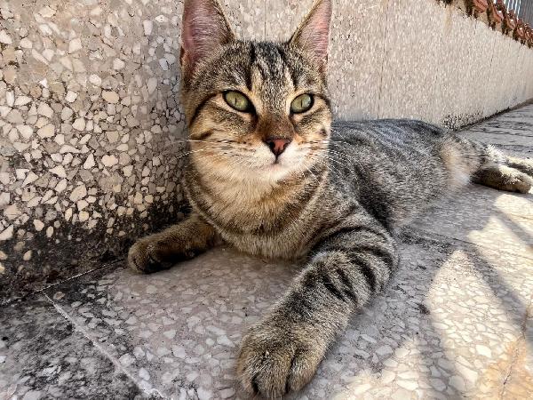 GRACE GILDA E GINGER: MICINE DIN5 MESI CERCANO FAM. Foto 2