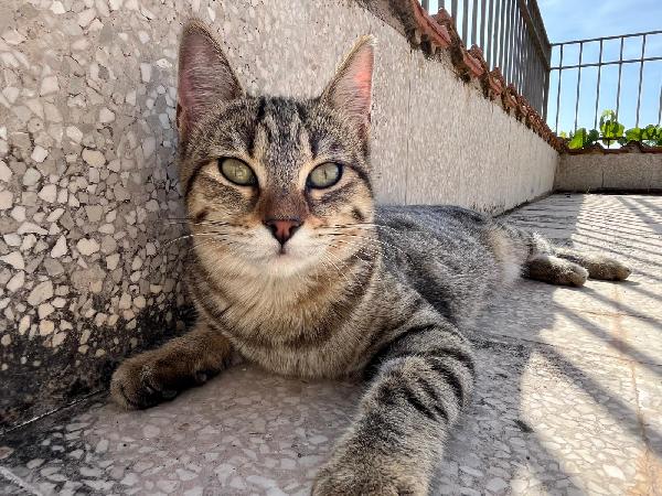 GRACE GILDA E GINGER: MICINE DIN5 MESI CERCANO FAM. Foto 3
