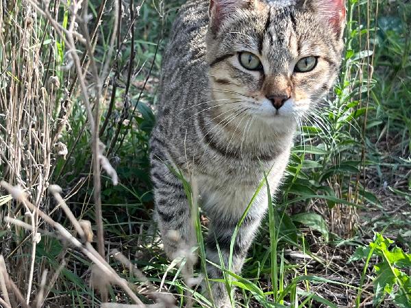 GRACE GILDA E GINGER: MICINE DIN5 MESI CERCANO FAM. Foto 4