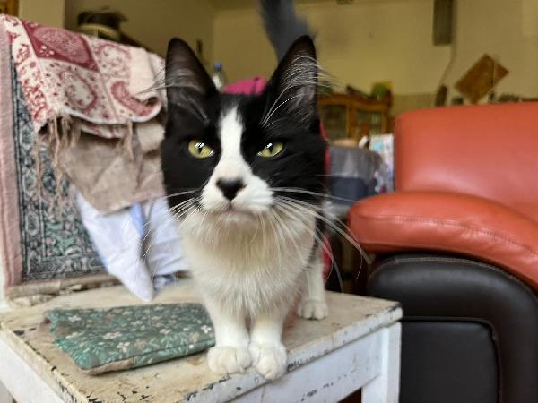 GRACE GILDA E GINGER: MICINE DIN5 MESI CERCANO FAM. Foto 5