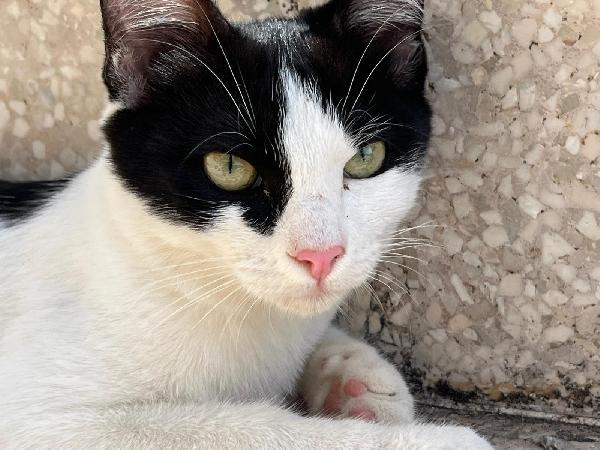 GRACE GILDA E GINGER: MICINE DIN5 MESI CERCANO FAM. Foto 8