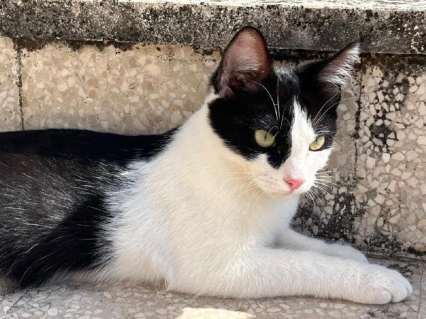 GRACE GILDA E GINGER: MICINE DIN5 MESI CERCANO FAM. Foto 9
