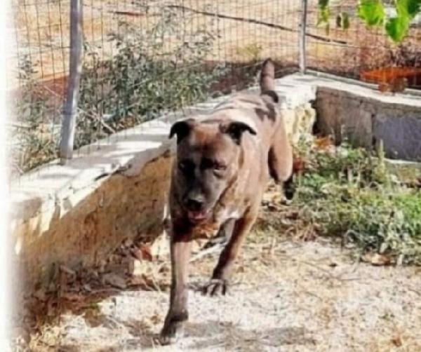 Ruben 5/6anni nessuno lo sceglie. LECCE Foto 2
