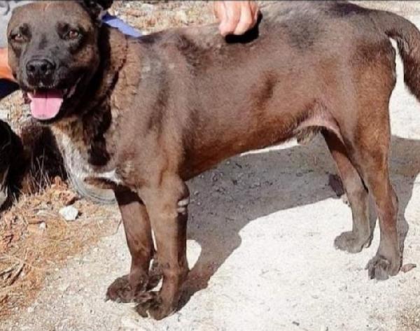 Ruben 5/6anni nessuno lo sceglie. LECCE Foto 3