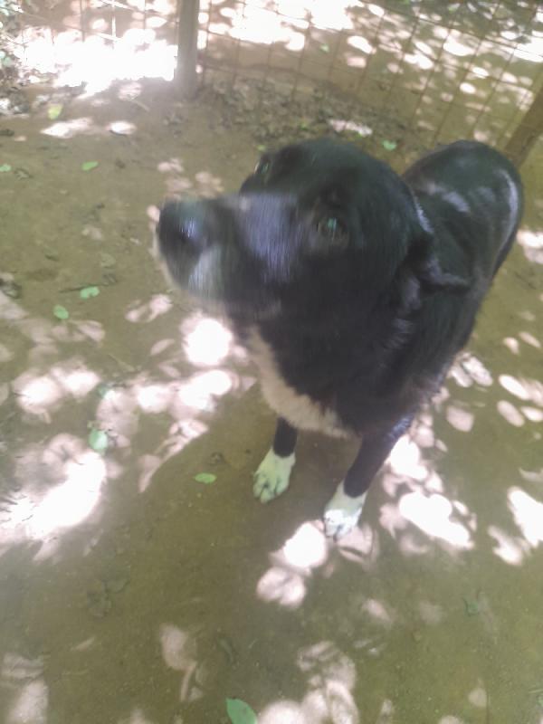 Lupo 5 anni di bontà e pazienza  Foto 2