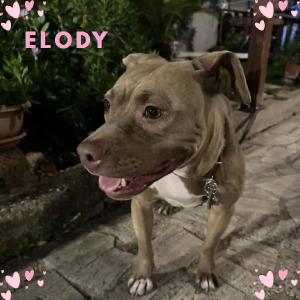 Elody Dolce Ed Affettuosa 2 Anni Cerca Casa 