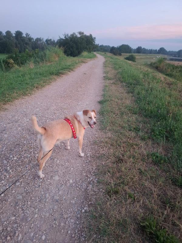 Birillo splendido giovane simpatico cagnolino  Foto 8