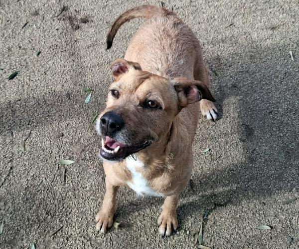 Demi - Cagnolina Di 3 Anni - Taglia Media Contenuta