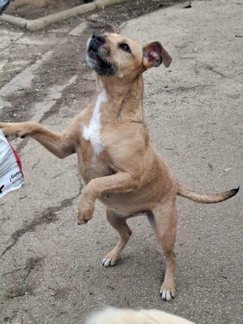 DEMI - cagnolina di 3 anni - taglia media contenuta Foto 3