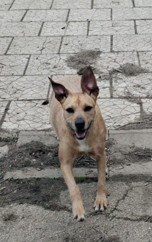 DEMI - cagnolina di 3 anni - taglia media contenuta Foto 4