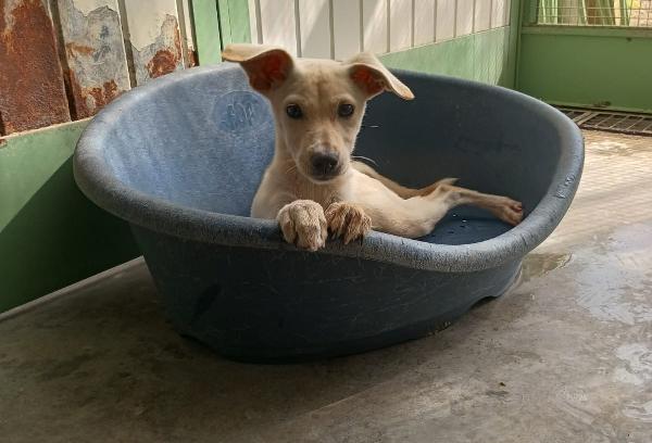 Lucciola - Cucciola Di 4 Mesi - Taglia Piccola