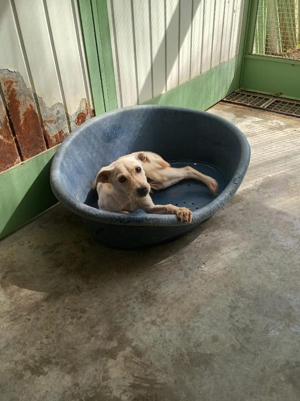 LUCCIOLA - cucciola di 4 mesi - taglia piccola Foto 2