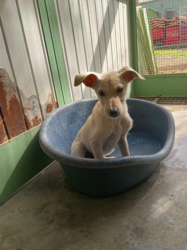LUCCIOLA - cucciola di 4 mesi - taglia piccola Foto 3