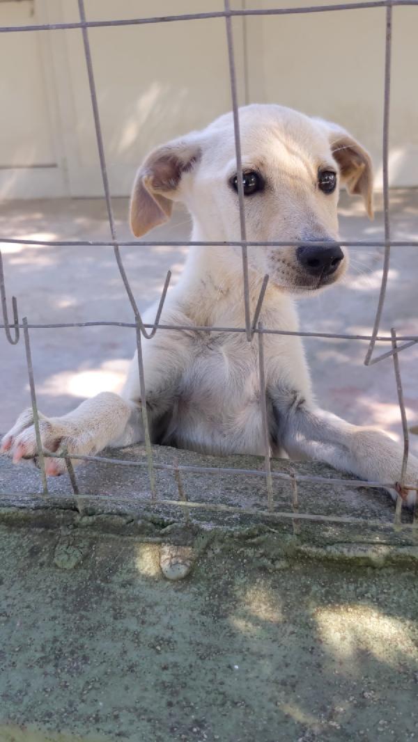 LUCCIOLA - cucciola di 4 mesi - taglia piccola Foto 4
