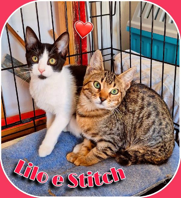 LILO E STITCH: PER SEMPRE UNITI  Foto 9