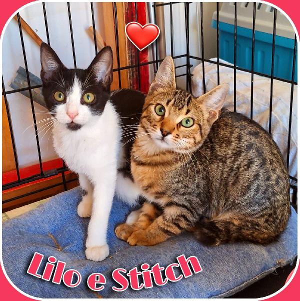 LILO E STITCH: PER SEMPRE UNITI  Foto 10