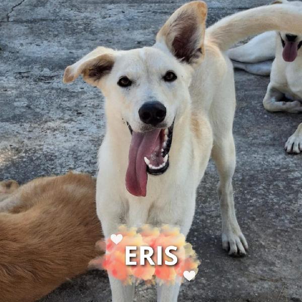 Eris 💞🐕🐾
