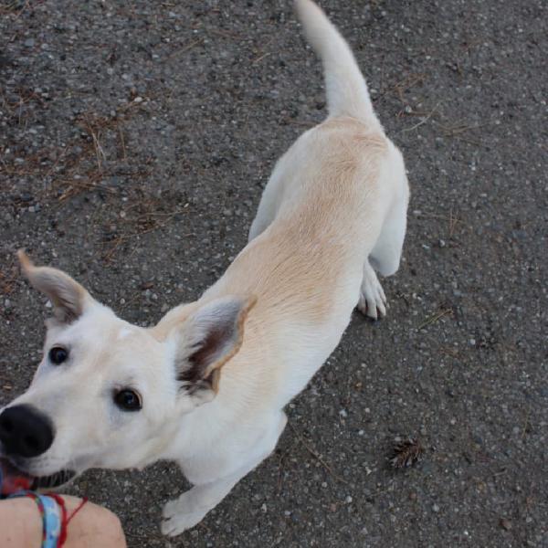 Eris 💞🐕🐾 Foto 3