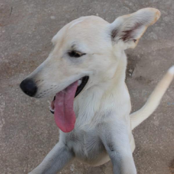 Eris 💞🐕🐾 Foto 4