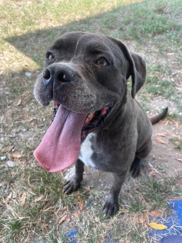 Golia Splendido Simil Cane Corso Cerca Adozione
