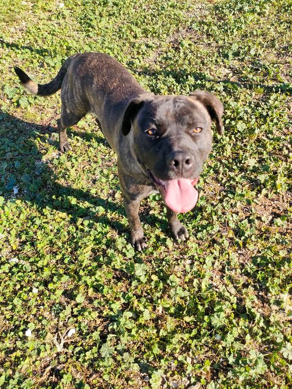 Reina Splendida Giovanotta Mix Cane Corso Cerca Famiglia Foto 3
