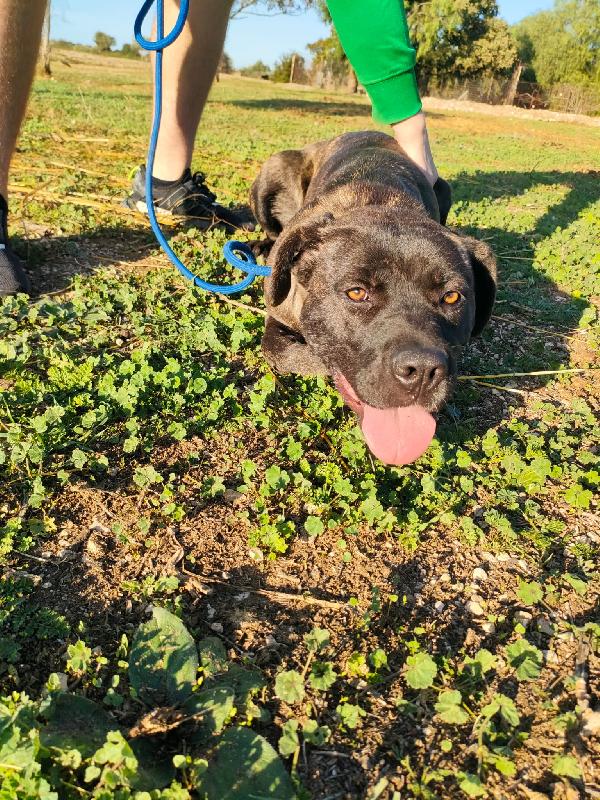 Reina Splendida Giovanotta Mix Cane Corso Cerca Famiglia Foto 5
