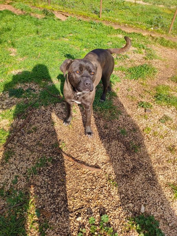 Reina Splendida Giovanotta Mix Cane Corso Cerca Famiglia Foto 7