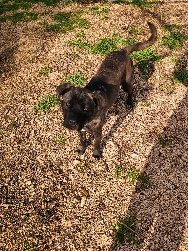 Reina Splendida Giovanotta Mix Cane Corso Cerca Famiglia Foto 9
