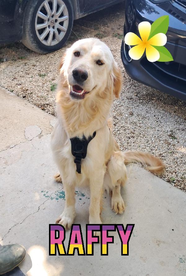 Raffy Mix Golden Retriever Femmina 