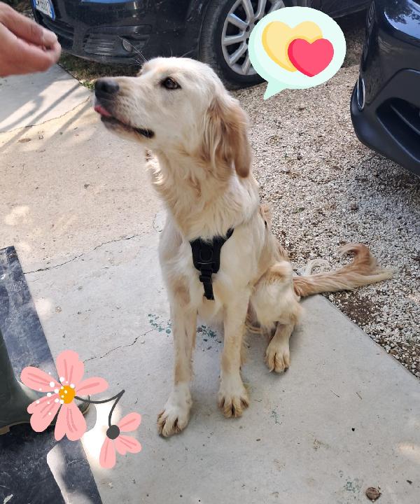 Raffy mix golden retriever femmina  Foto 2