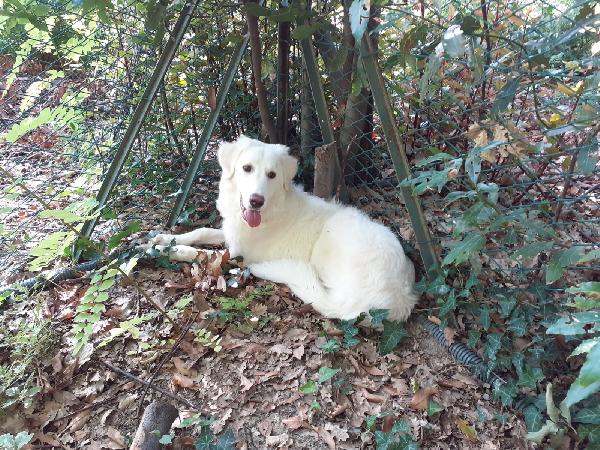 Yoghy Splendido Cucciolotto Simil Maremmano Cerca Famiglia Foto 7