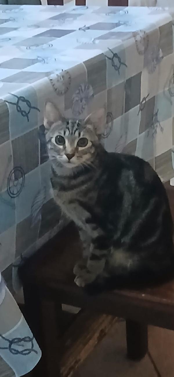 Micini da accusare SOS ABBANDONI SICILIA Foto 6