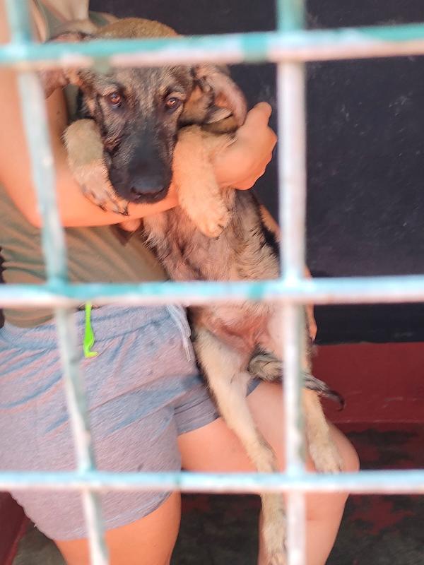 Elsa Splendida Cucciola Simil Pastore In Canile Foto 4