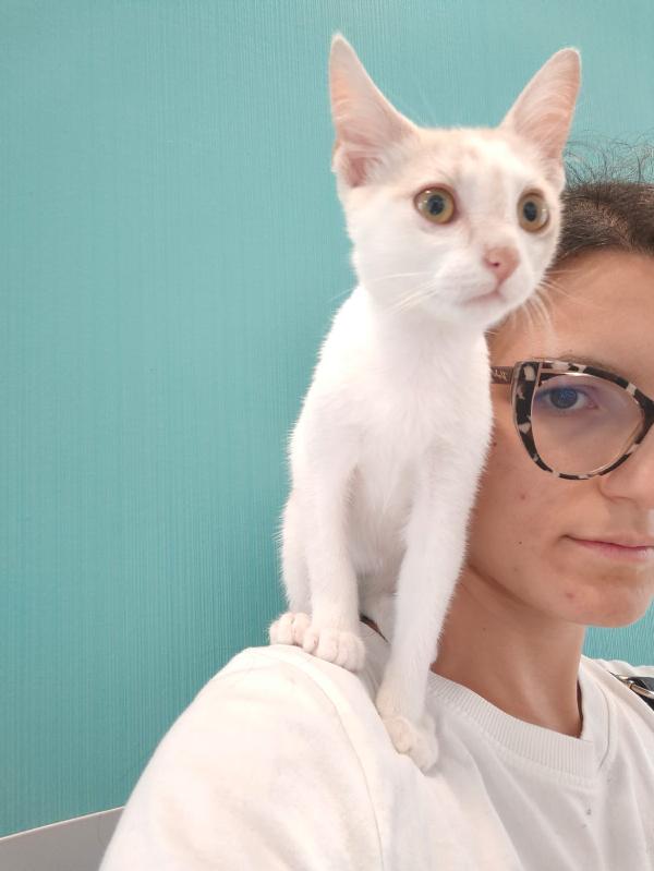 Stitch meraviglioso dolce gattino cerca famiglia  Foto 3