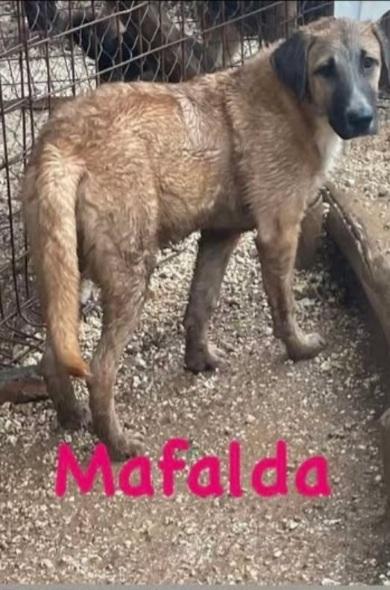 3Cucciolotte Marroni Crescono Senza Richieste. Gargano