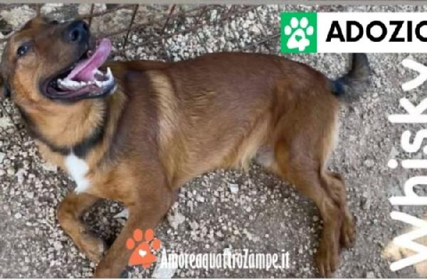 3cucciolotte marroni CRESCONO SENZA RICHIESTE. GARGANO Foto 3