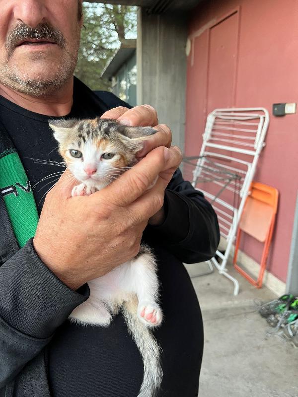 Urgente! Gattini hanno bisogno di voi! cercano casa Separatamente o insieme per sempre! vivono in stradaaaa!!  Foto 2