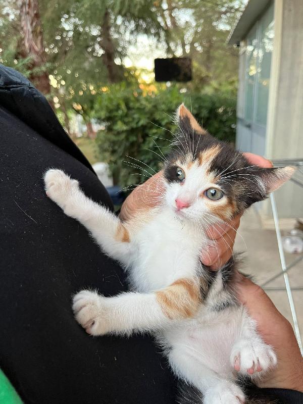 Urgente! Gattini hanno bisogno di voi! cercano casa Separatamente o insieme per sempre! vivono in stradaaaa!!  Foto 4