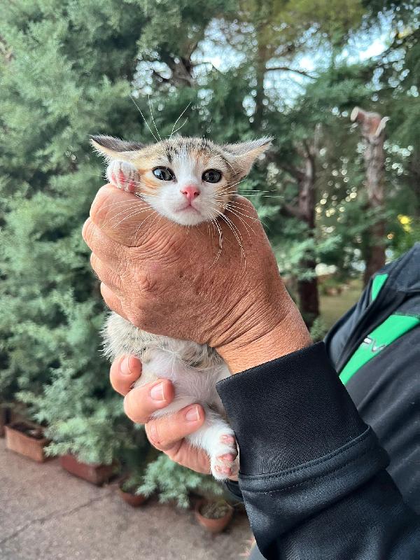 Urgente! Gattini hanno bisogno di voi! cercano casa Separatamente o insieme per sempre! vivono in stradaaaa!!  Foto 6