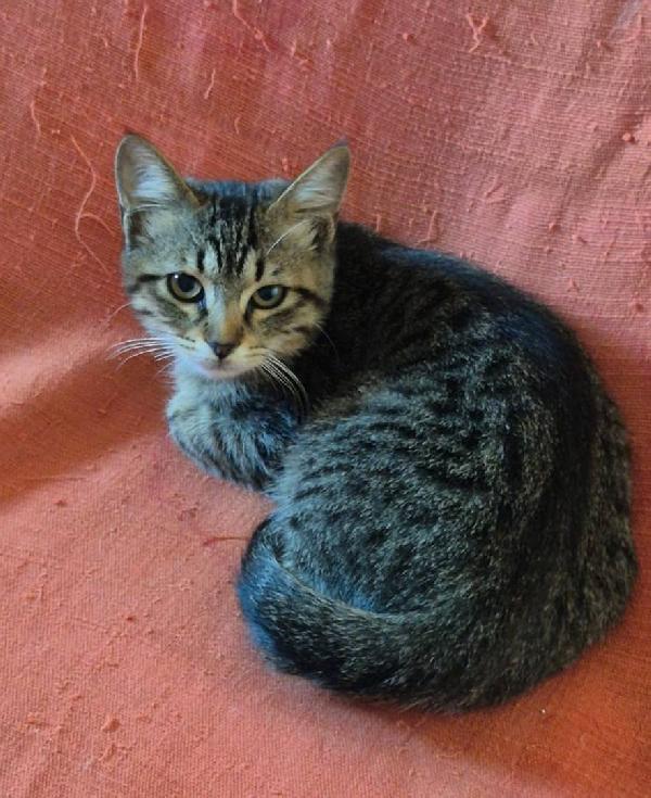 Gattini Certosini Tigrati 