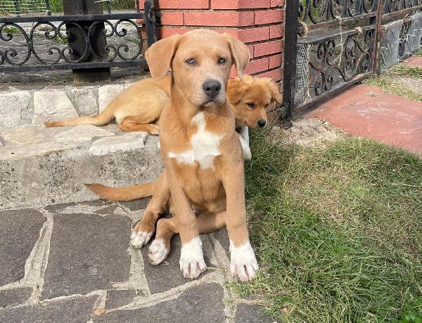 Maschietti 3 Mesi Mix Golden - Akita 