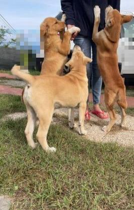 Maschietti 3 mesi mix Golden - Akita  Foto 5